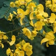  Alexandriai szenna, anyalevél (Cassia senna)