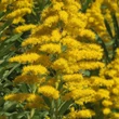 Kanadai aranyvessző (Solidago canadensis) Kanadai aranyvessző (Solidago canadensis)