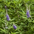 Barátcserje (Vitex angus-castus)