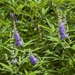 Barátcserje (Vitex angus-castus) Barátcserje (Vitex angus-castus)