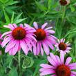 Bíbor kasvirág (Echinacea purpurea) Bíbor kasvirág (Echinacea purpurea)