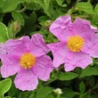 Bodorrózsa (Cistus creticus)