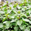 Borsos menta (Mentha x piperita)
