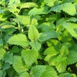 Orvosi citromfű (Melissa officinalis)