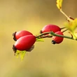 Csipkebogyó (Rosa canina)