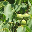 Közönséges dió (Juglans regia)