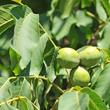Közönséges dió (Juglans regia) Közönséges dió (Juglans regia)