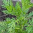 Egynyári üröm (Artemisia annua)