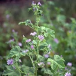 Erdei mályva (Malva sylvestris) Erdei mályva (Malva sylvestris)