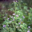 Erdei mályva (Malva sylvestris) Erdei mályva (Malva sylvestris)