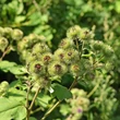 Közönséges bojtorján (Arctium lappa)