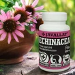 JAVALLAT® ECHINACEA étrend-kiegészítő gyógynövénykapszula