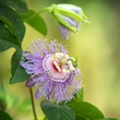 Észak-amerikai golgotavirág (Passiflora incarnata)