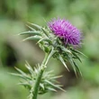 Máriatövis (Silybum marianum)