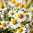 Orvosi kamilla (Matricaria recutita)
