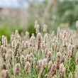 Egyiptomi útifű (Plantago ovata)