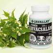 JAVALLAT® Fehér árvacsalán herba kapszula - SonicFine® gyógynövényporból JAVALLAT® Fehér árvacsalán herba kapszula - SonicFine® gyógynövényporból