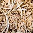 Fehér bab (Phaseolus vulgaris)
