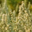 Fehér üröm (Artemisia absinthium)