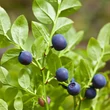 Fekete áfonya (Vaccinium myrtillus)