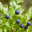 Fekete áfonya (Vaccinium myrtillus) Fekete áfonya (Vaccinium myrtillus)