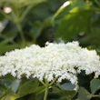 Fekete bodza (Sambucus nigra)