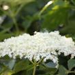 Fekete bodza (Sambucus nigra) Fekete bodza (Sambucus nigra)