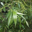 Fűzfa (Salix sp.)