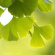 Ginkgo, páfrányfenyő (Ginkgo biloba) Ginkgo, páfrányfenyő (Ginkgo biloba)