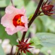 Hibiszkusz (rozella) (Hibiscus sabdariffa)
