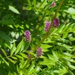 Igazi édesgyökér (Glycyrrhiza glabra)