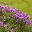 Kerti kakukkfű (Thymus vulgaris)