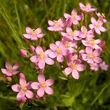 Kis ezerjófű (Centaurium erythraea)