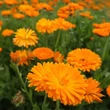 Körömvirág (Calendula officinalis)