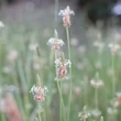 Lándzsás útifű (Plantago lanceolata)