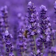 Orvosi levendula (Lavandula officinalis)