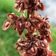 Réti lósóska (Rumex obtusifolius)