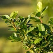 Maté (Ilex paraguariensis)