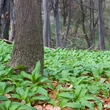 Medvehagyma (Allium ursinum)