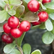 Orvosi medveszőlő (Arctostaphylos uvar-ursi)