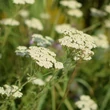 Mezei cickafark (Achillea collina) Mezei cickafark (Achillea collina)