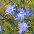 Mezei katáng (Cichorium intybus)
