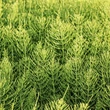 Mezei zsurló (Equisetum arvense)
