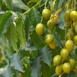Neemfa - indiai orgona (Azadirachta indica) Neemfa - indiai orgona (Azadirachta indica)