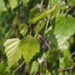Közönséges nyírfa (Betula pendula)