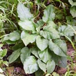Orvosi tüdőfű (Pulmonaria officinalis) Orvosi tüdőfű (Pulmonaria officinalis)