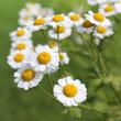 Orvosi kamilla (Matricaria recutita)