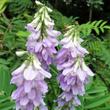 Orvosi kecskeruta (Galega officinalis) Orvosi kecskeruta (Galega officinalis)