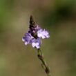 Orvosi vasfű (Verbena officinalis)