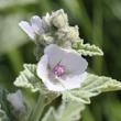 Orvosi zilíz / fehér mályva (Althaea officinalis) Orvosi zilíz / fehér mályva (Althaea officinalis)